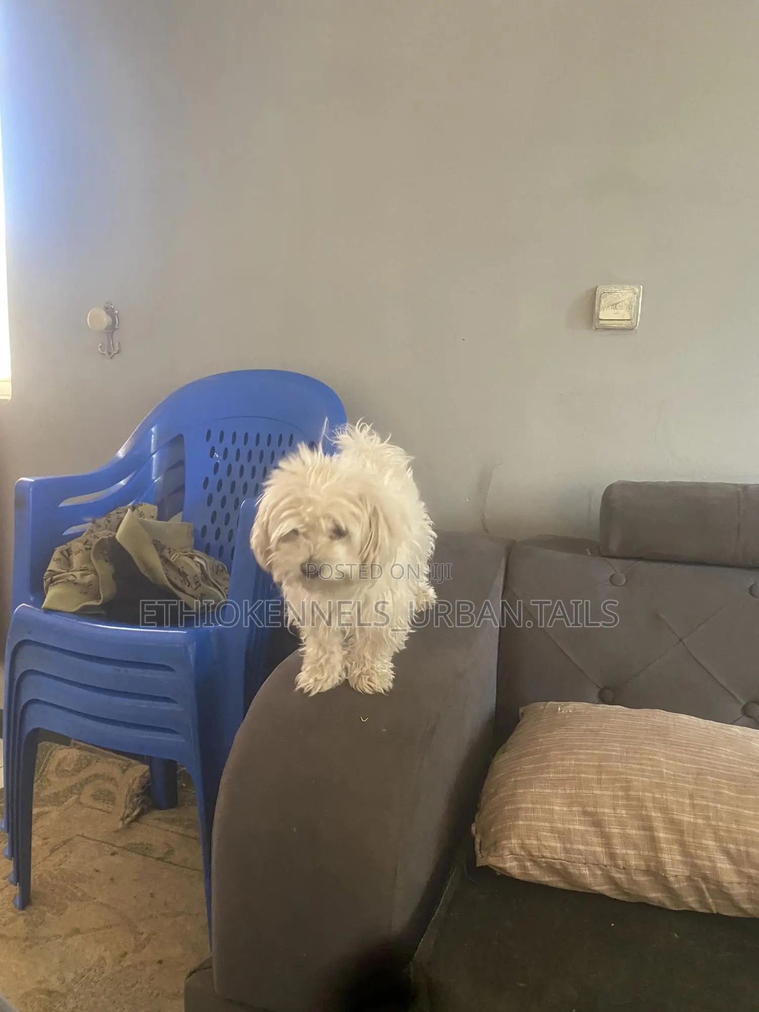 3-6 months Female Purebred Maltese