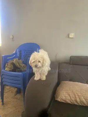 3-6 months Female Purebred Maltese