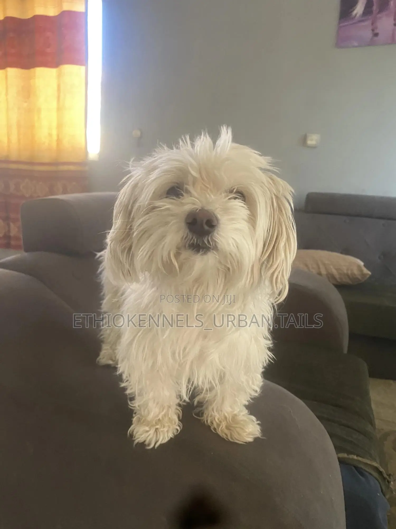 3-6 months Female Purebred Maltese