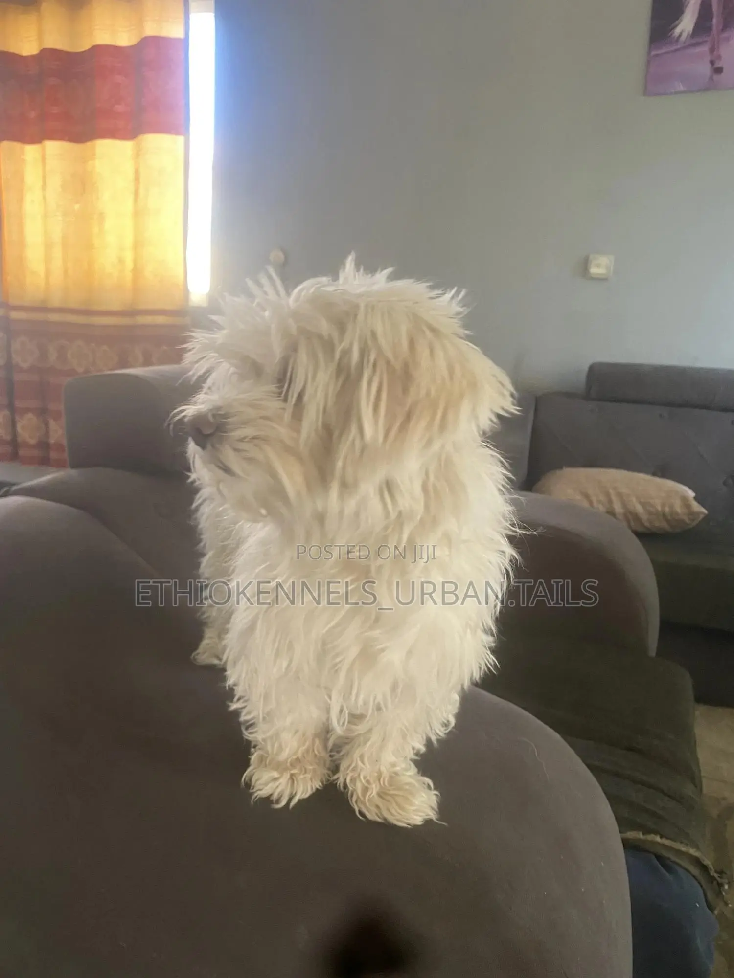 3-6 months Female Purebred Maltese