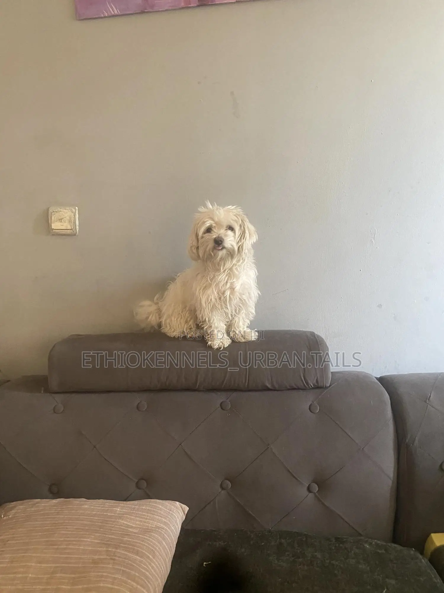 3-6 months Female Purebred Maltese