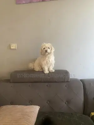 3-6 months Female Purebred Maltese