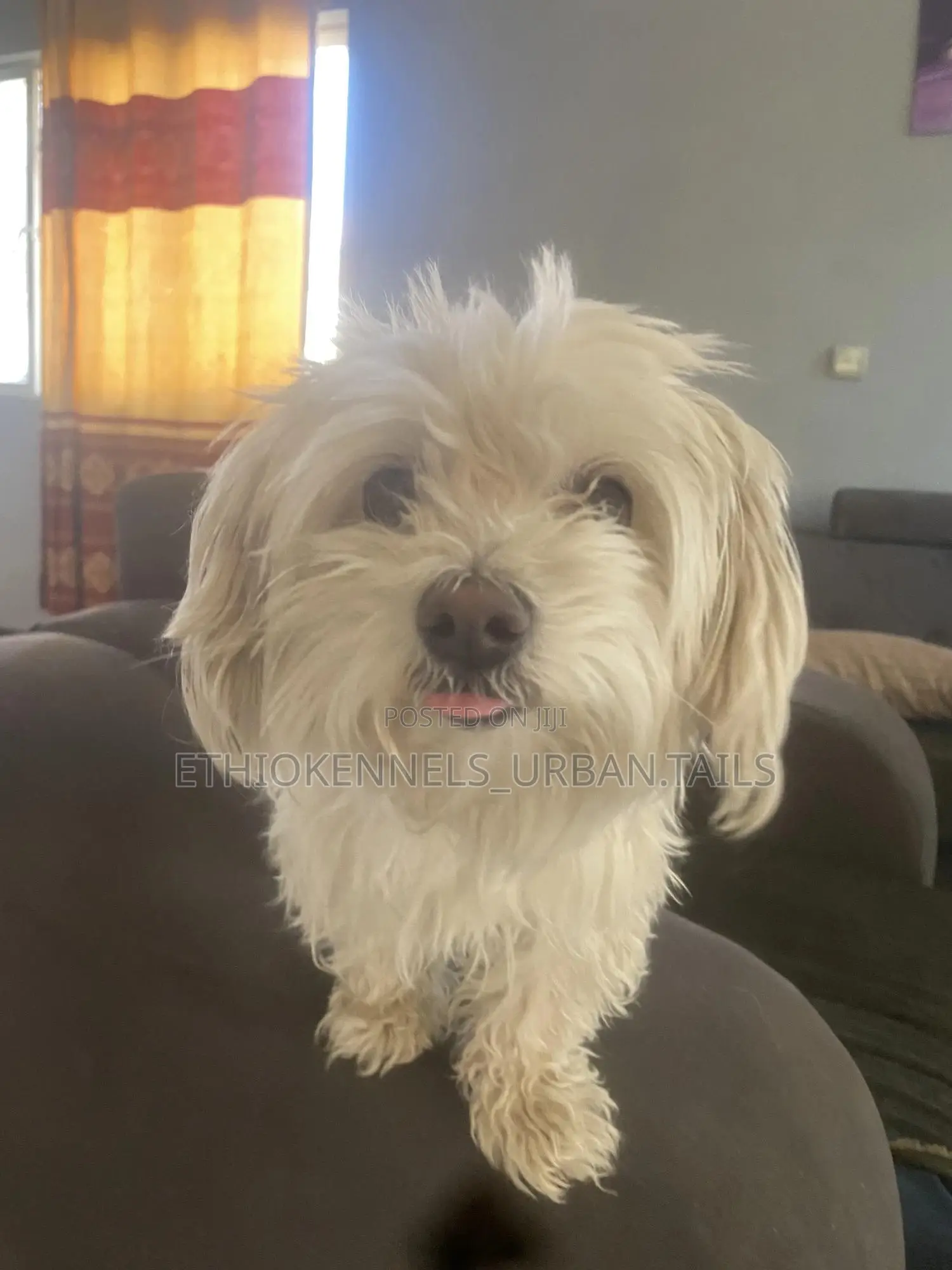 3-6 months Female Purebred Maltese