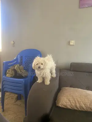 3-6 months Female Purebred Maltese