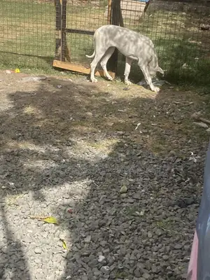 3-6 months Female Purebred Great Dane