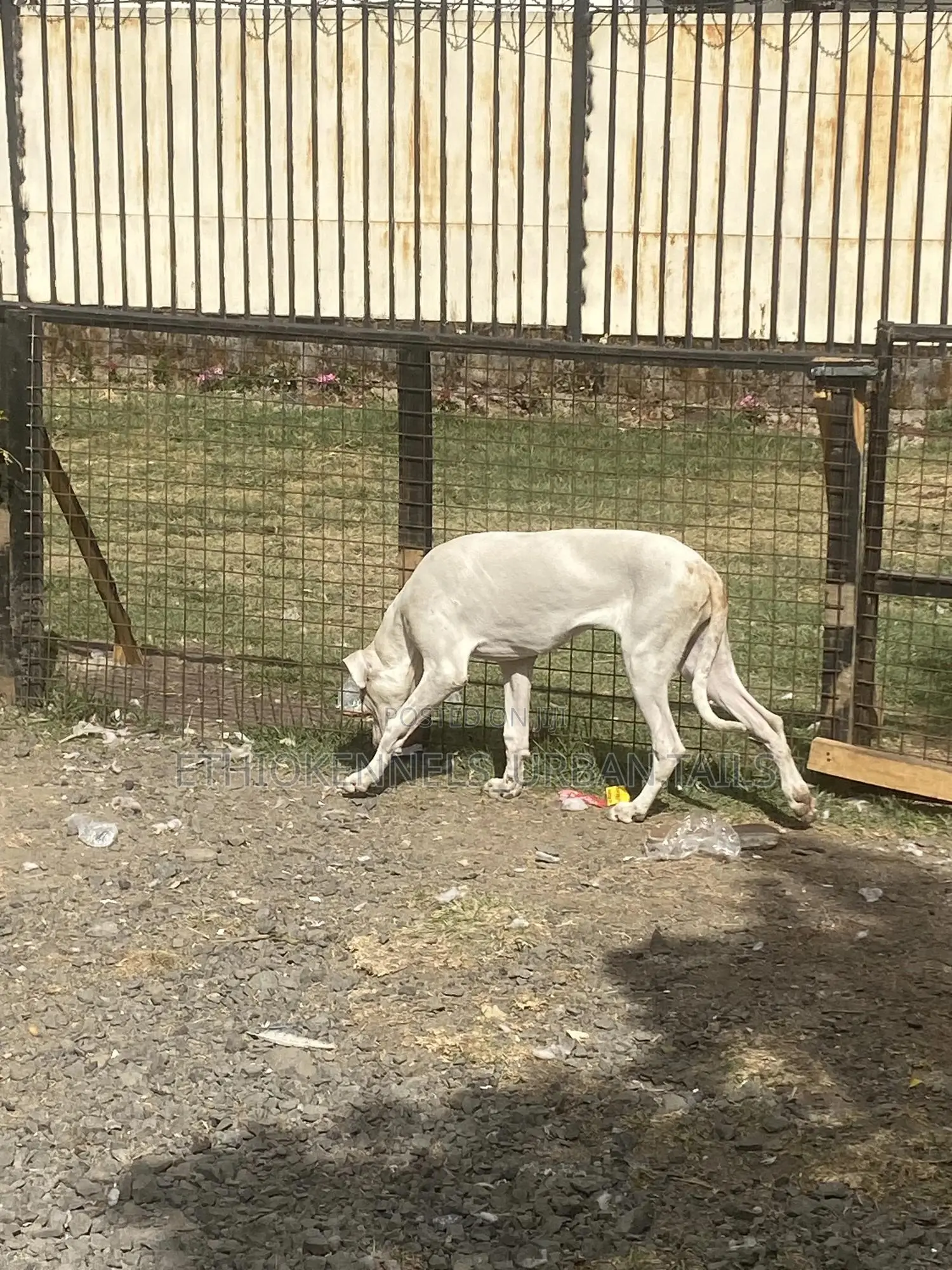 3-6 months Female Purebred Great Dane