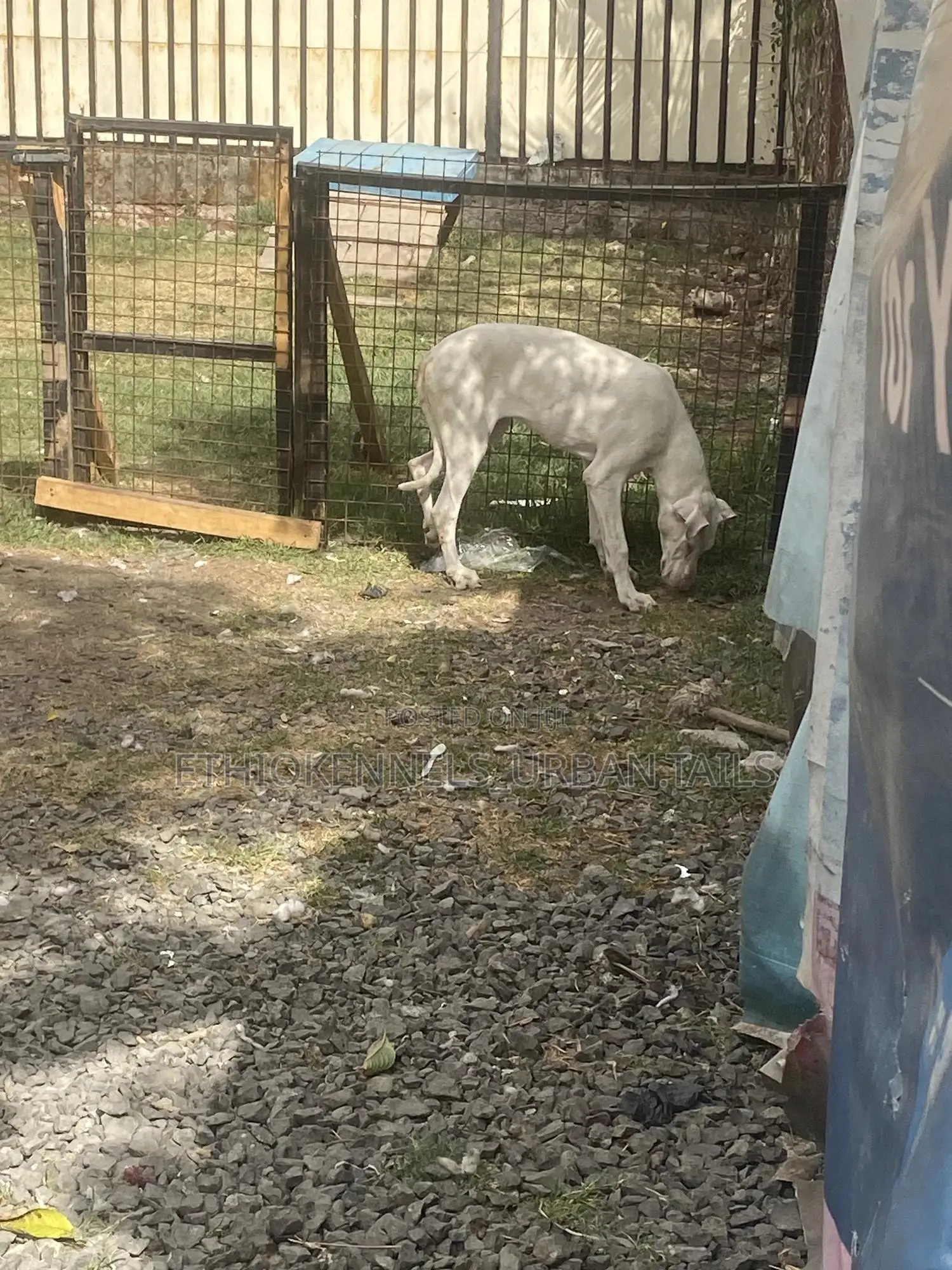 3-6 months Female Purebred Great Dane
