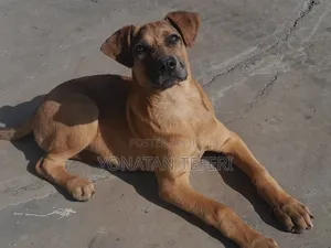 1-3 months Female Purebred Great Dane
