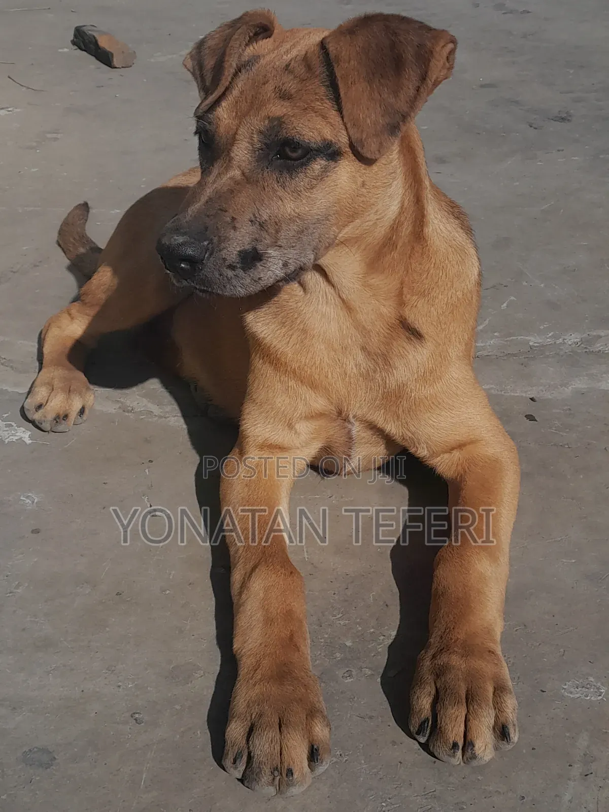 1-3 months Female Purebred Great Dane