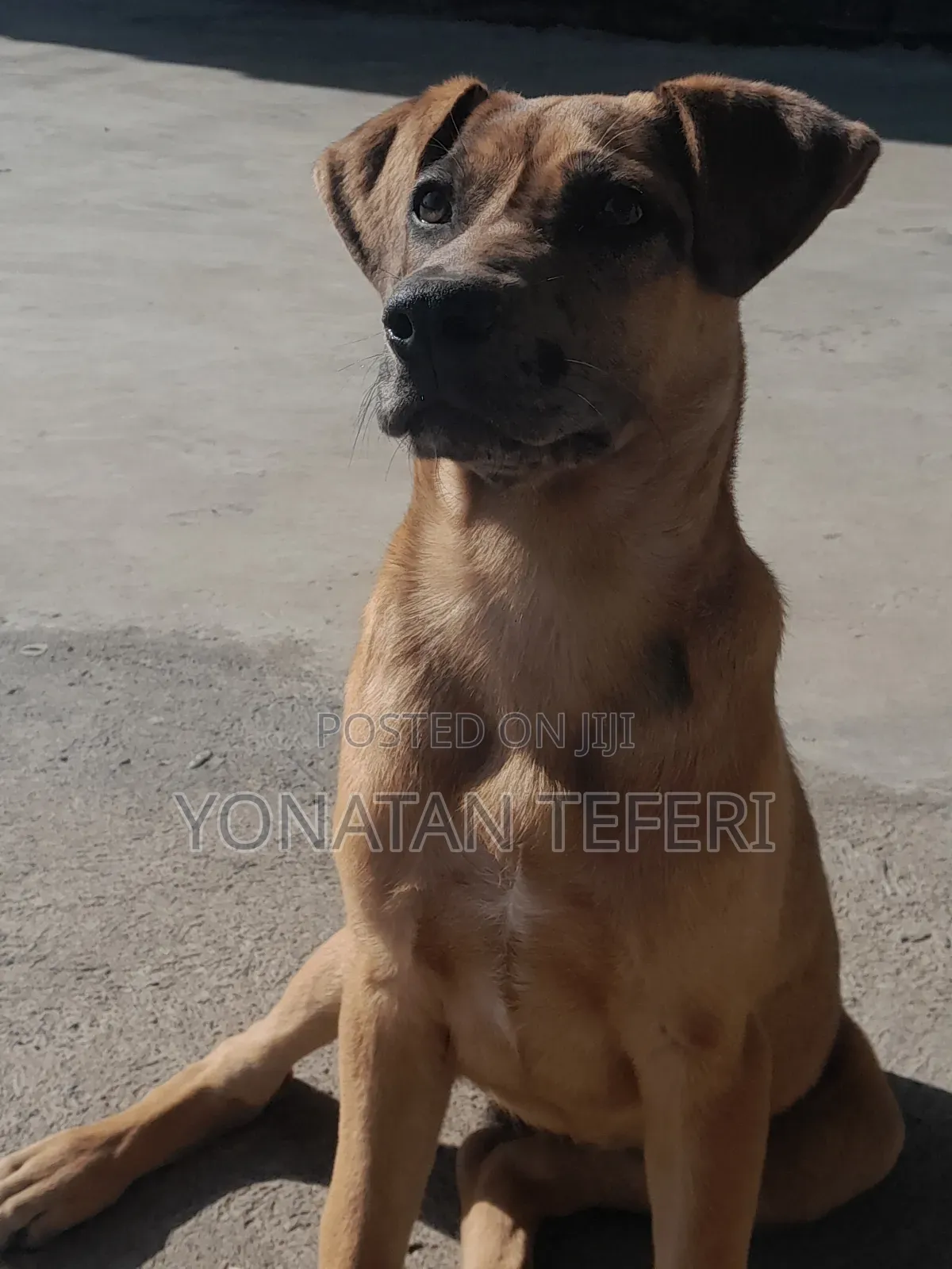 1-3 months Female Purebred Great Dane