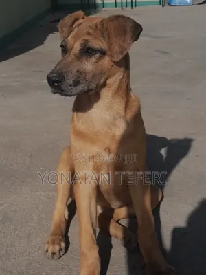 1-3 months Female Purebred Great Dane