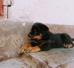 1-3 months Male Purebred Rottweiler