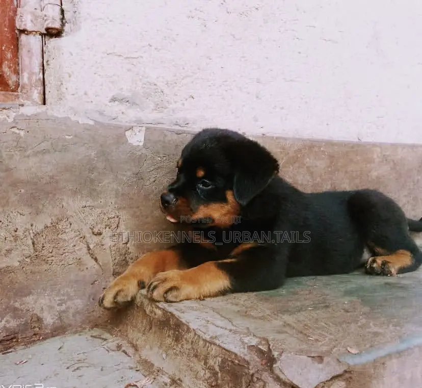 1-3 months Male Purebred Rottweiler