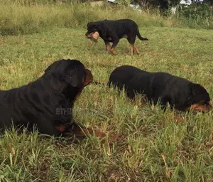 1-3 months Male Purebred Rottweiler