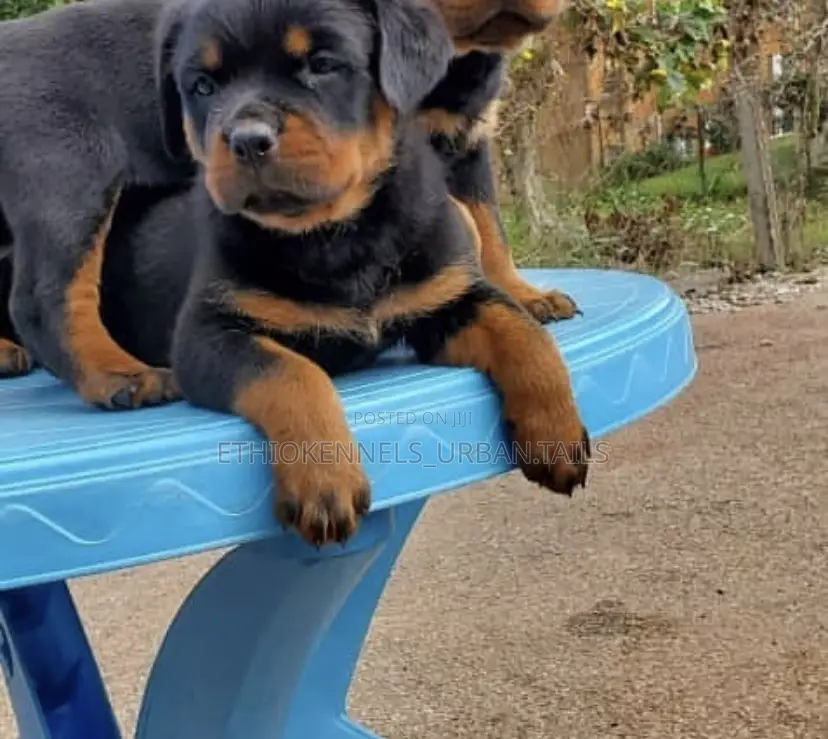 1-3 months Female Purebred Rottweiler