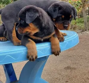 1-3 months Female Purebred Rottweiler