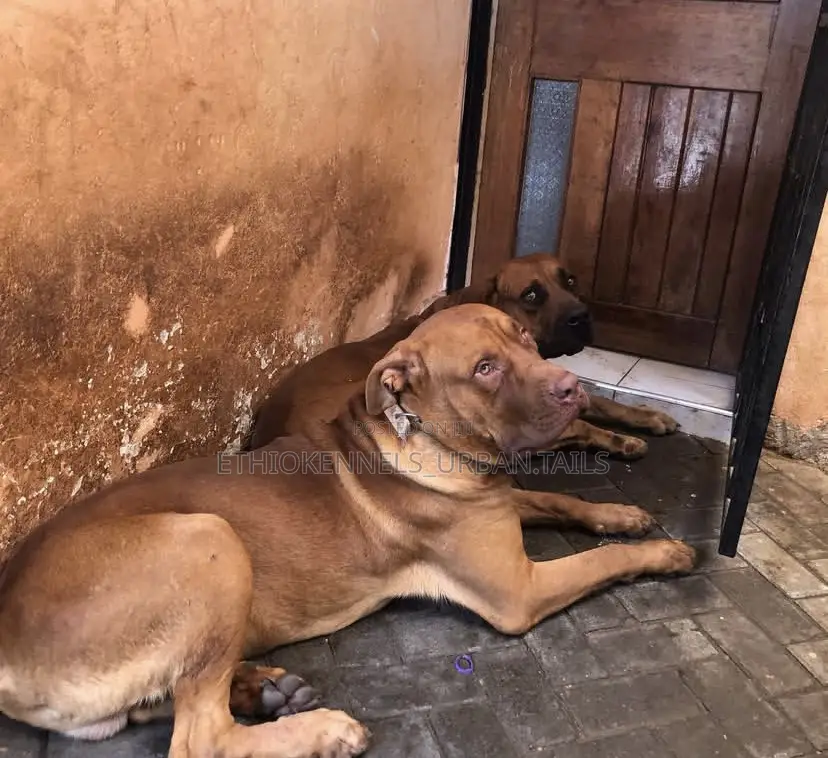 6-12 months Male Purebred Mastiff