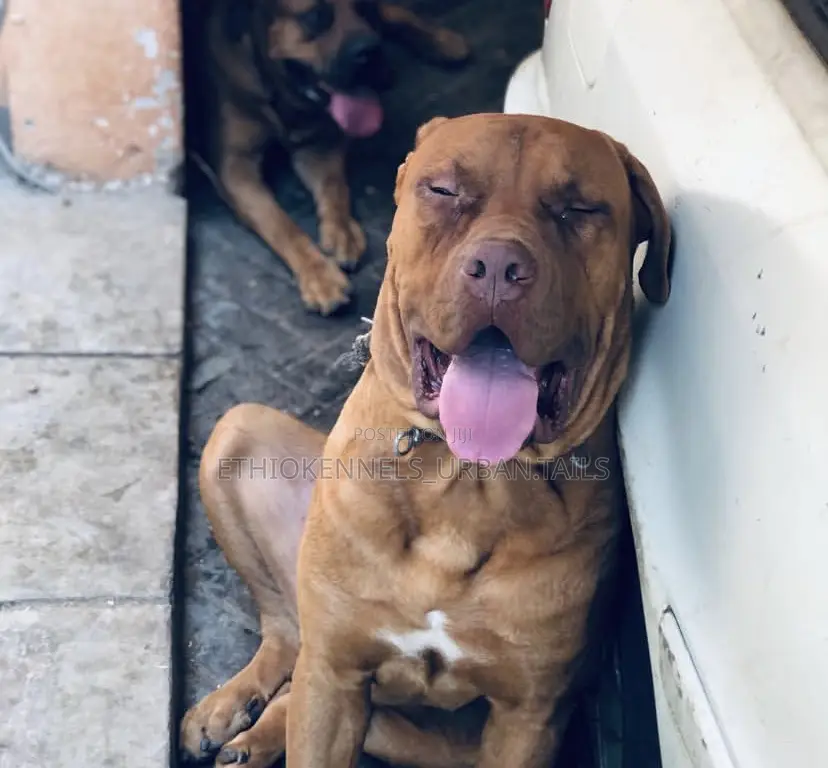 6-12 months Male Purebred Mastiff