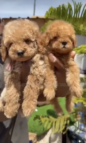 1-3 months Male Purebred Poodle