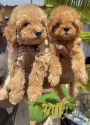 1-3 months Male Purebred Poodle