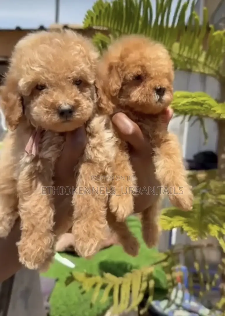 1-3 months Male Purebred Poodle