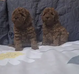 1-3 months Male Purebred Poodle