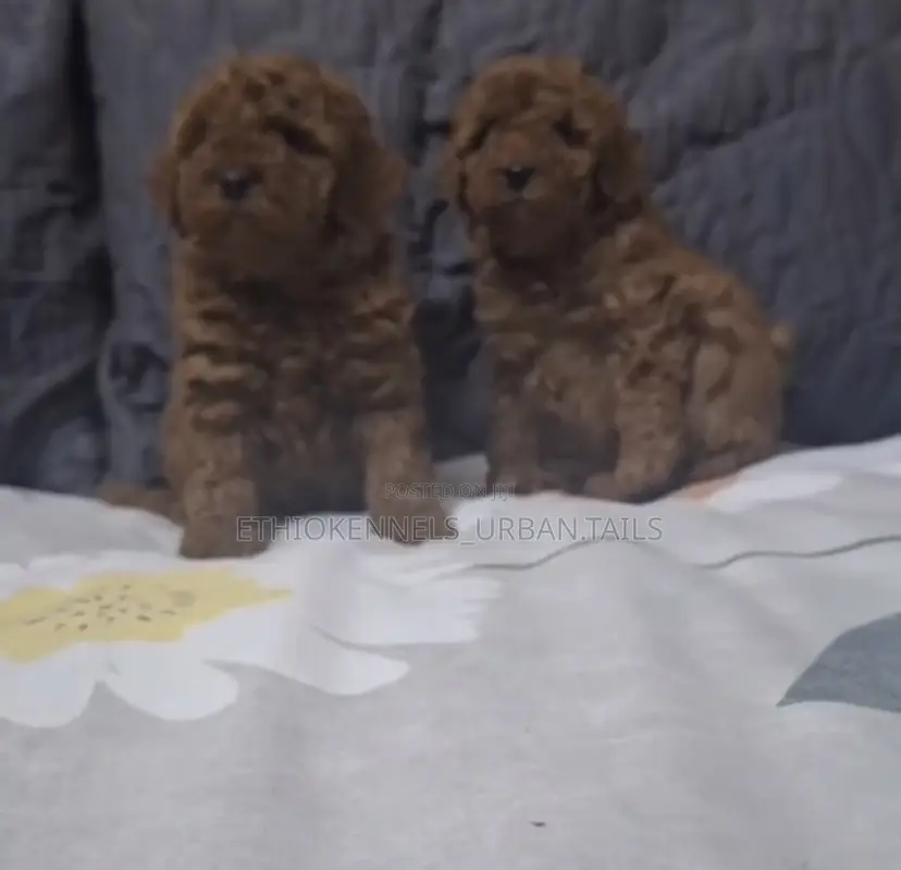 1-3 months Male Purebred Poodle