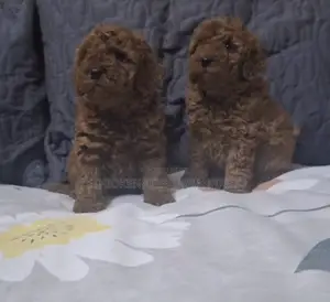 1-3 months Male Purebred Poodle