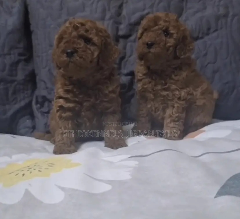 1-3 months Male Purebred Poodle