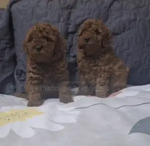 1-3 months Male Purebred Poodle