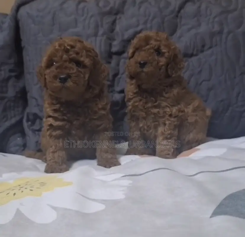 1-3 months Male Purebred Poodle