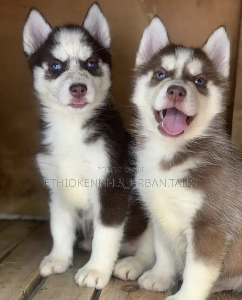 1-3 months Male Purebred Siberian Husky