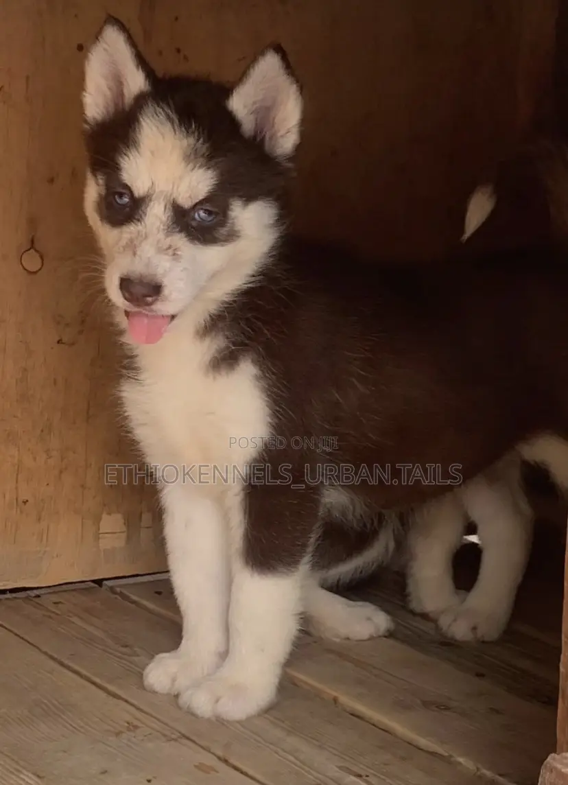 1-3 months Male Purebred Siberian Husky