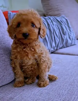 1-3 months Male Purebred Poodle