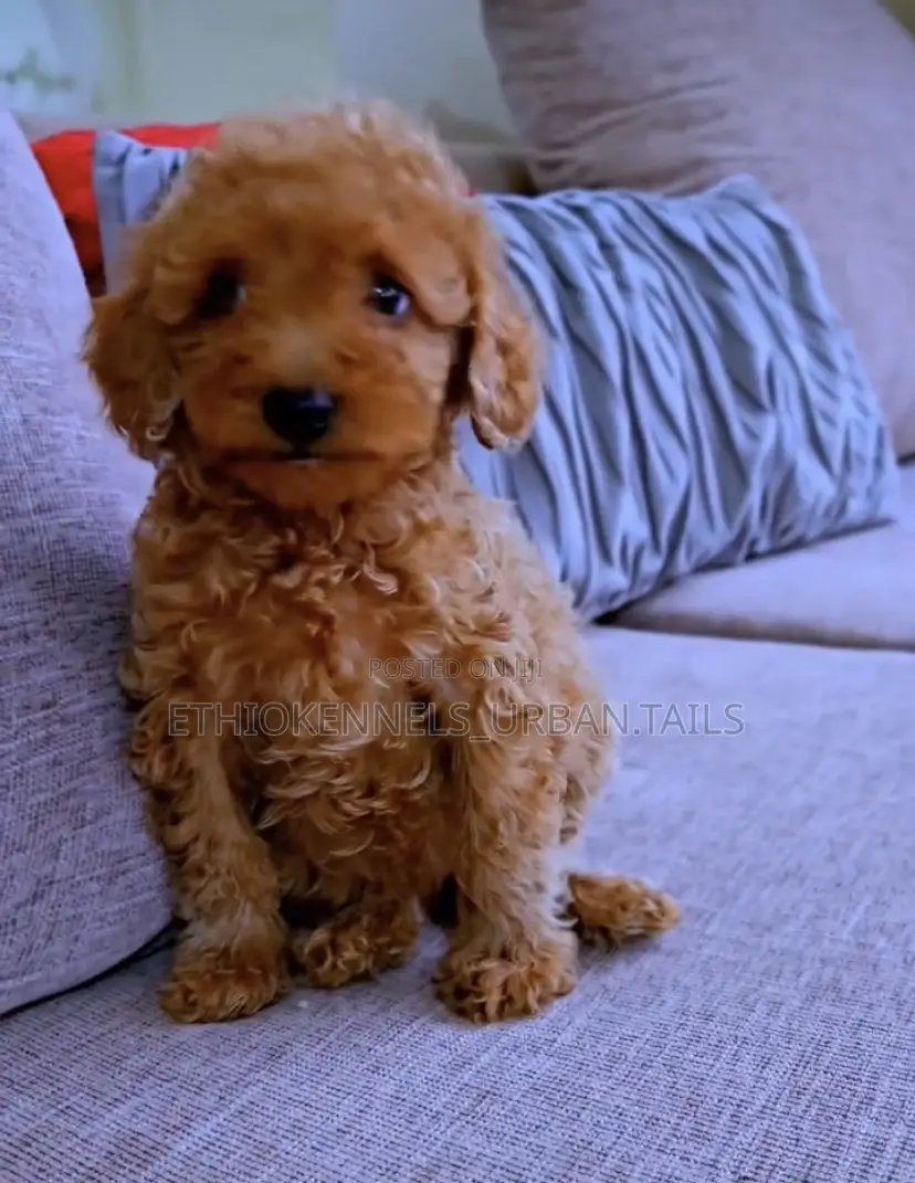 1-3 months Male Purebred Poodle