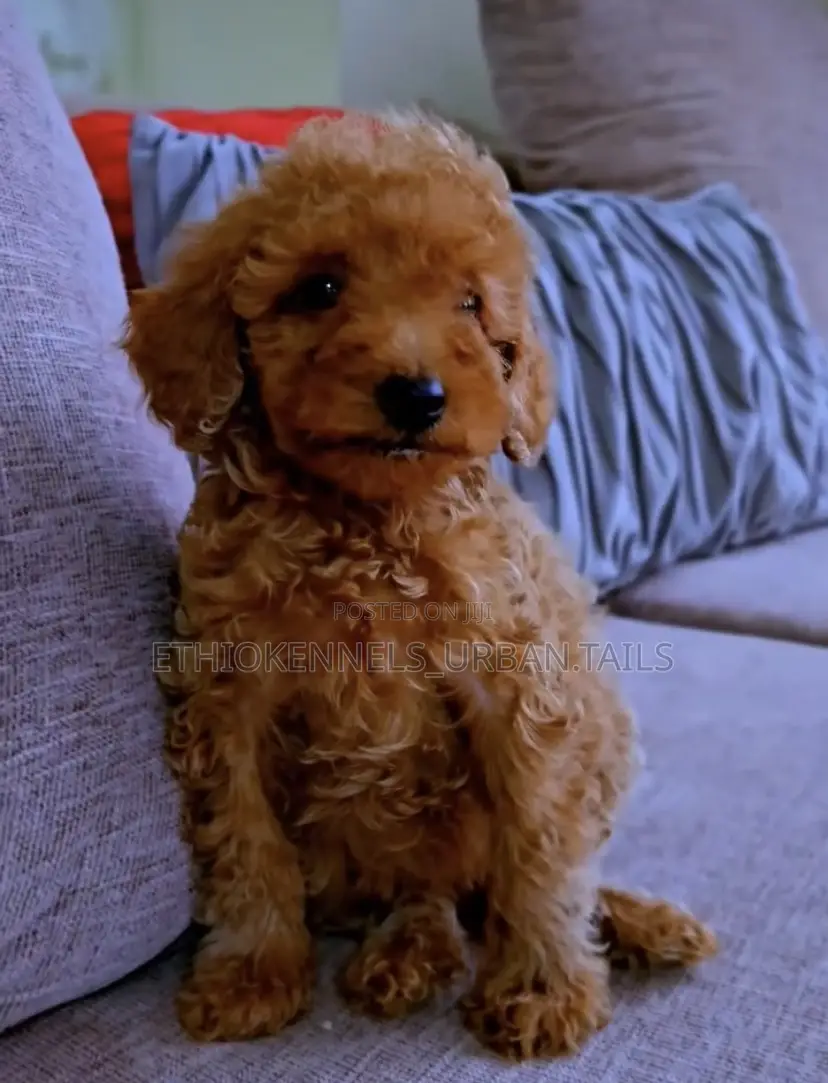 1-3 months Male Purebred Poodle