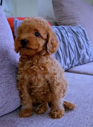 1-3 months Male Purebred Poodle