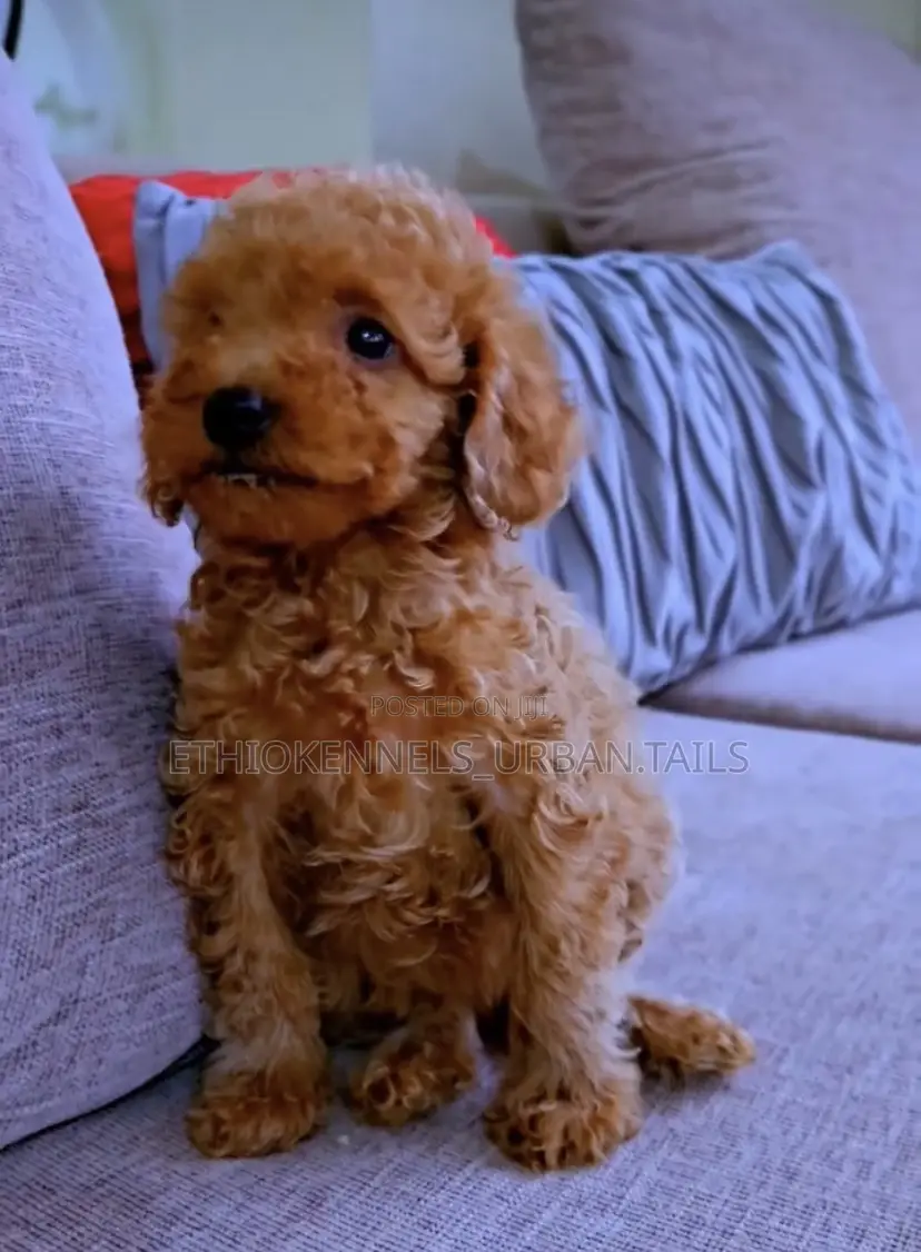 1-3 months Male Purebred Poodle