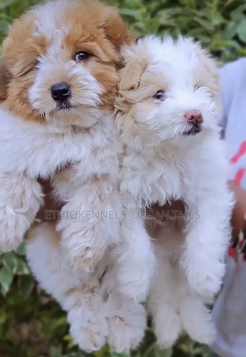 1-3 months Female Mixed Breed Maltese
