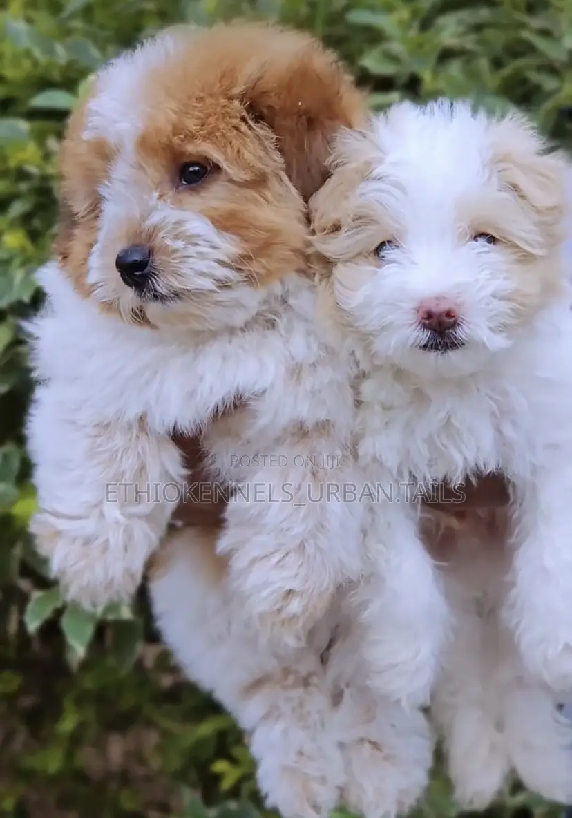 1-3 months Female Mixed Breed Maltese