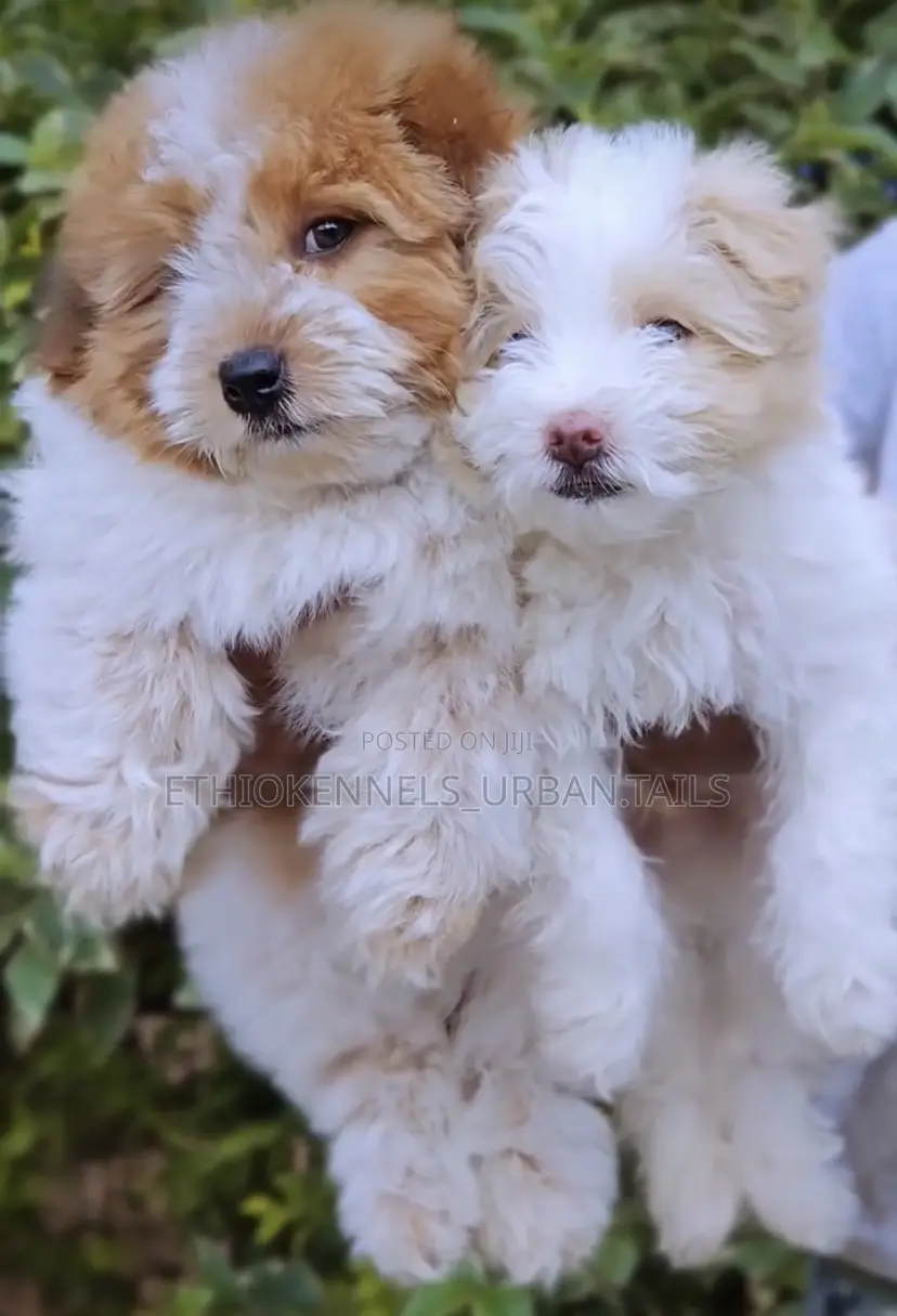 1-3 months Female Mixed Breed Maltese