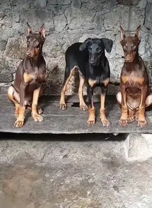 3-6 months Male Purebred Doberman Pinscher