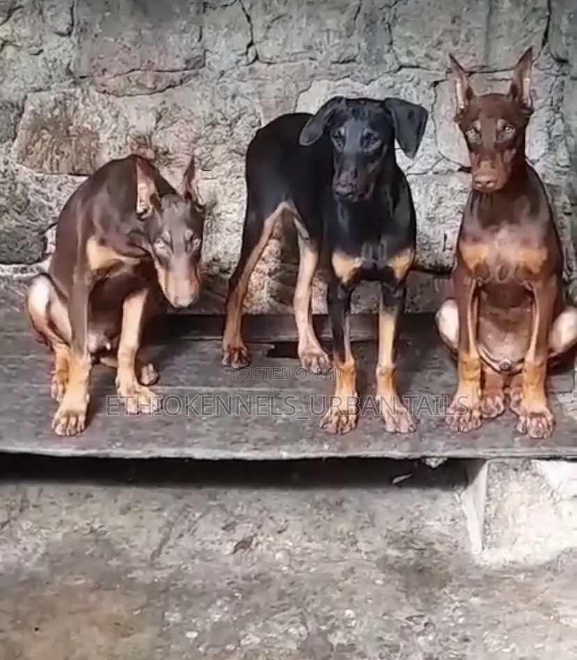 3-6 months Male Purebred Doberman Pinscher