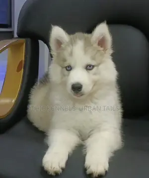3-6 months Female Purebred Siberian Husky