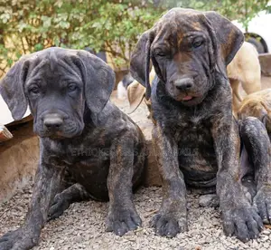 1-3 months Male Purebred Boerboel