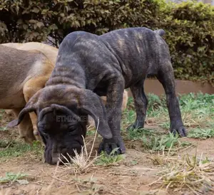 1-3 months Male Purebred Boerboel