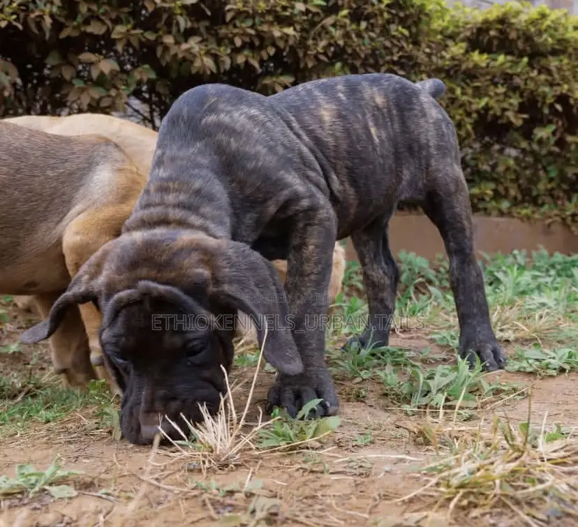 1-3 months Male Purebred Boerboel