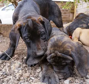 1-3 months Male Purebred Boerboel
