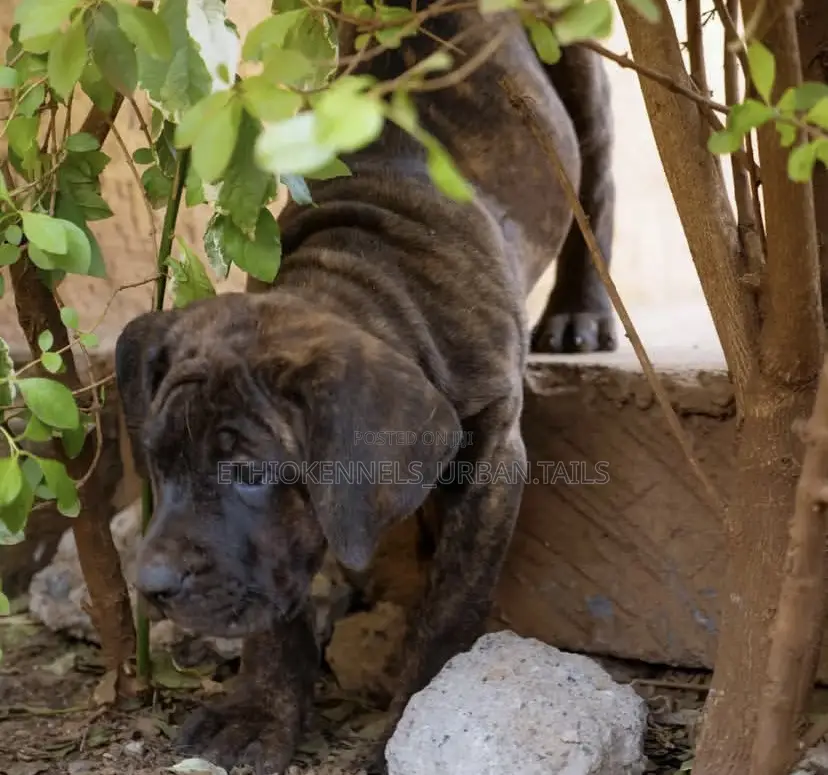 1-3 months Male Purebred Boerboel