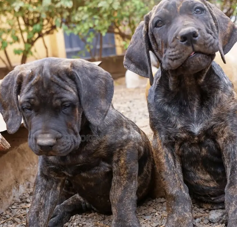 1-3 months Male Purebred Boerboel